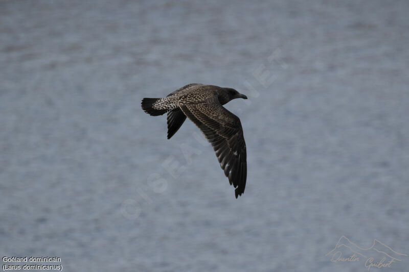 Kelp Gull