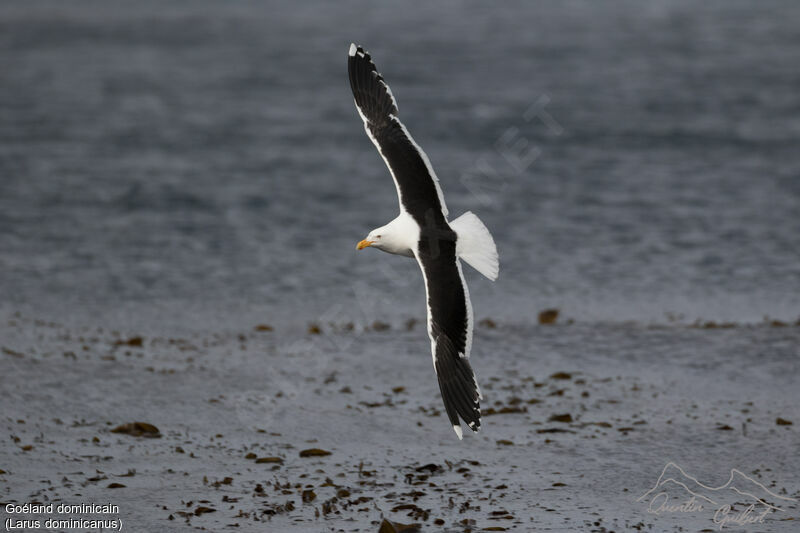 Kelp Gull