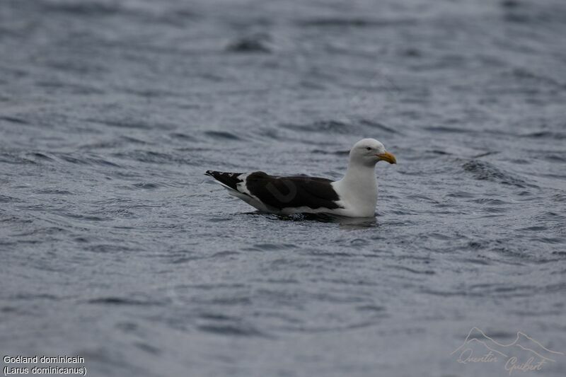 Kelp Gull