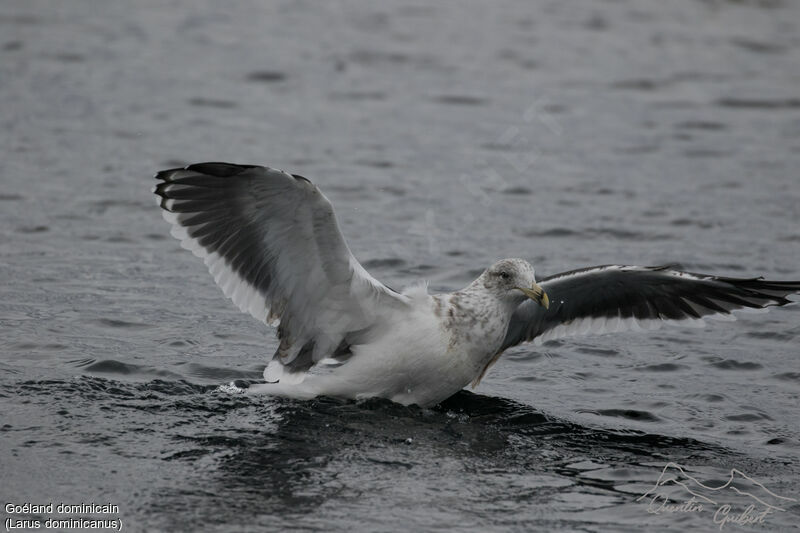 Kelp Gull