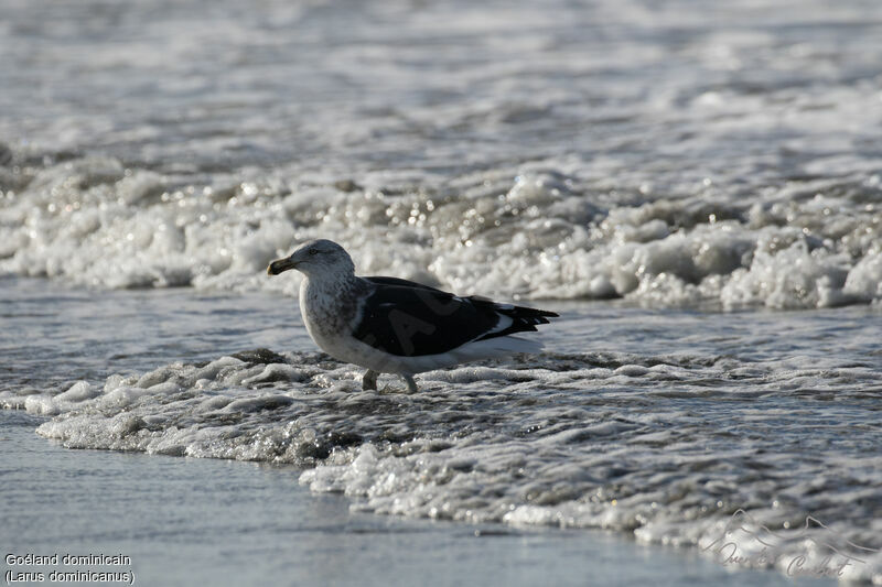 Kelp Gull