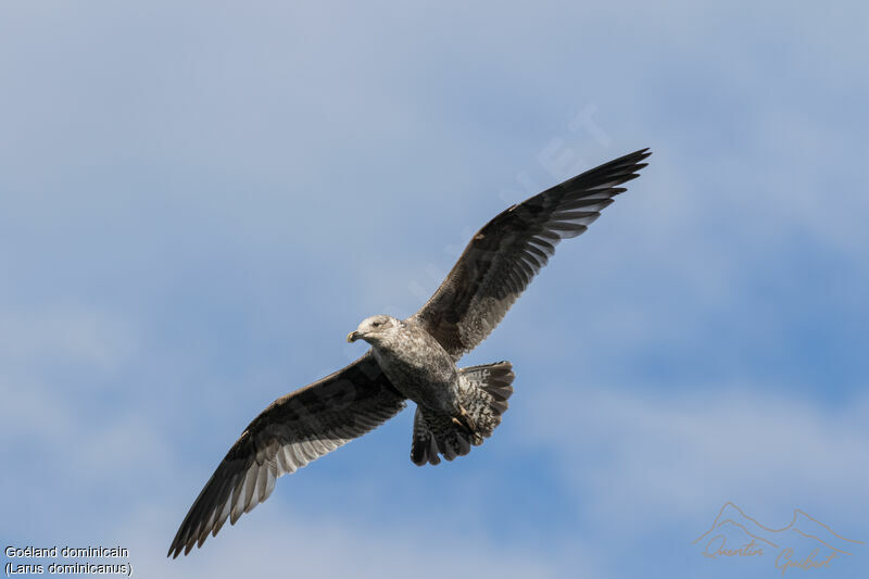 Kelp Gull