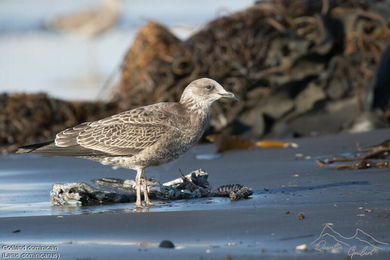 Kelp Gull