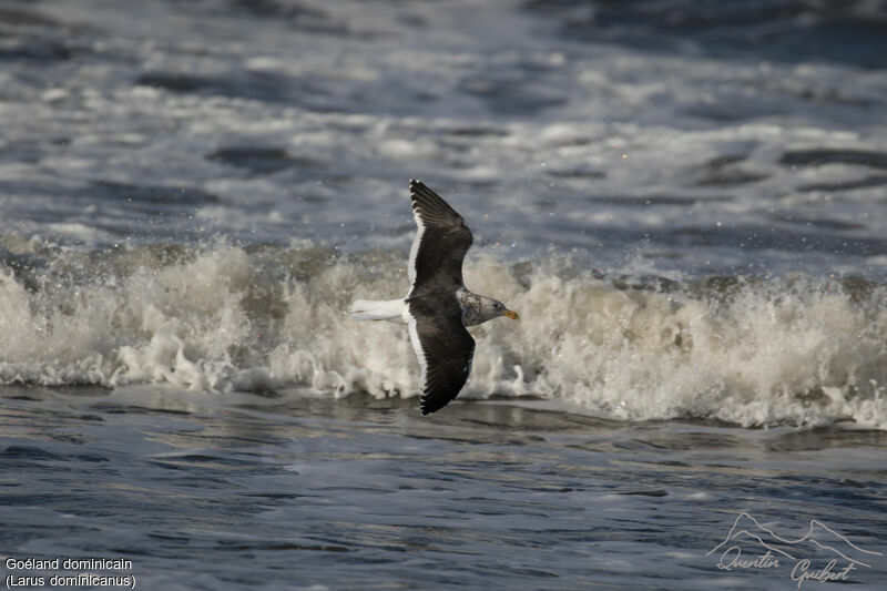 Kelp Gull