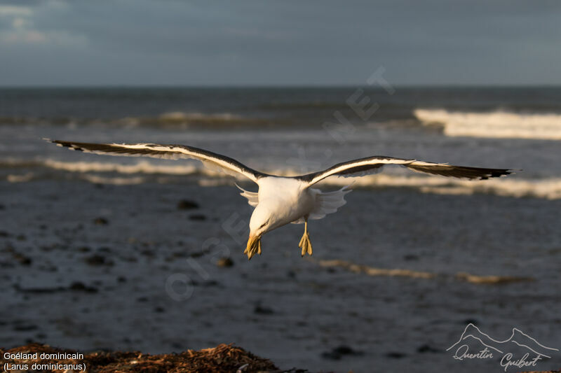 Kelp Gull