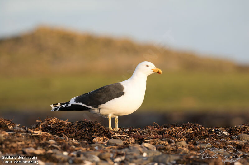 Kelp Gull