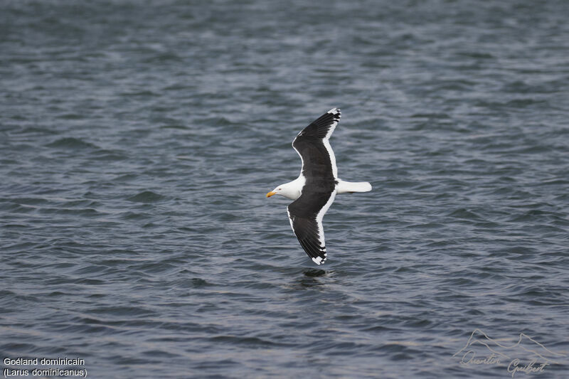 Kelp Gull