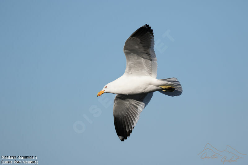 Kelp Gull