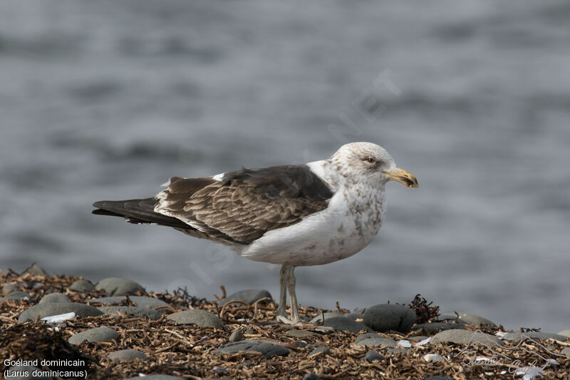 Kelp Gull