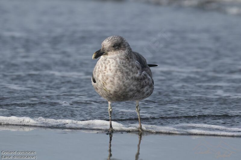 Kelp Gull