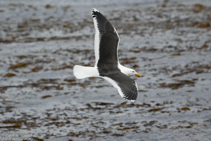 Kelp Gull