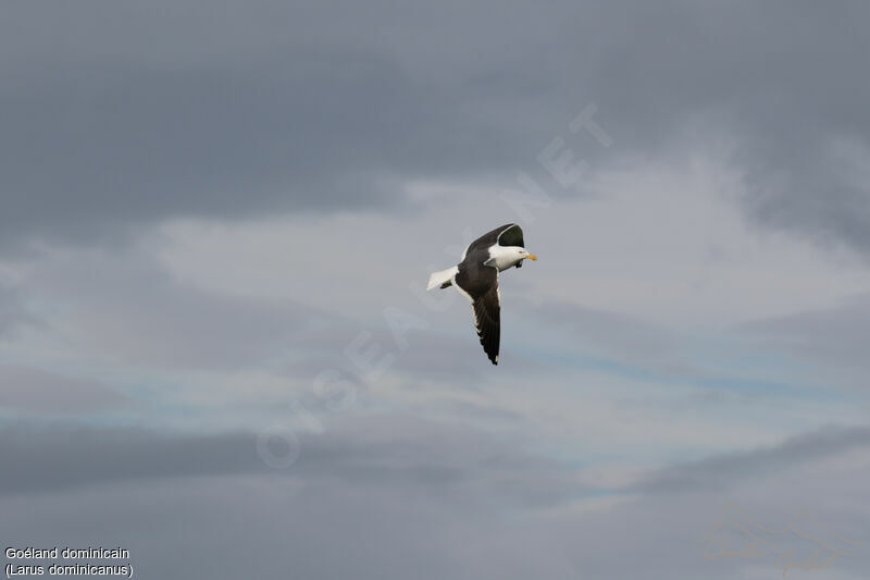 Kelp Gull