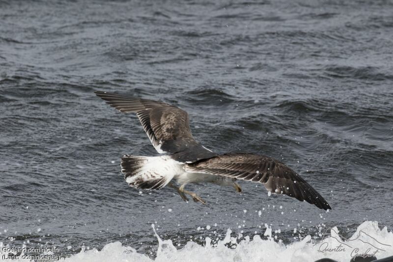 Kelp Gull