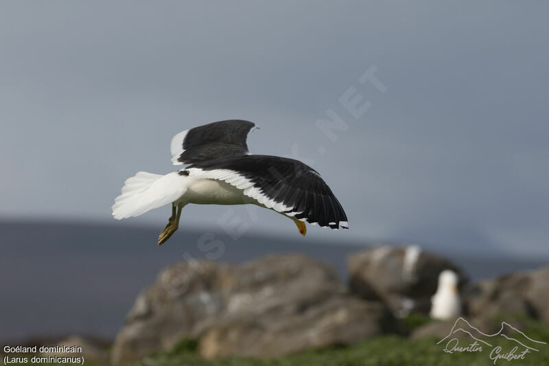 Kelp Gull