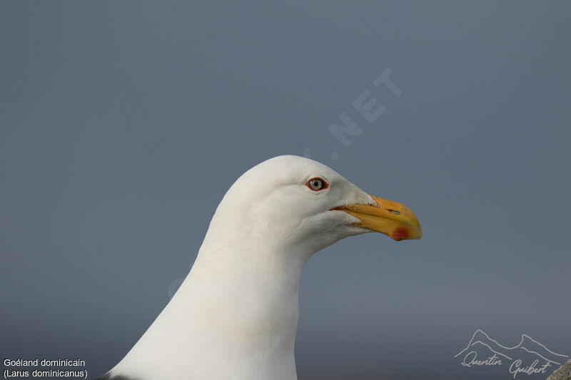 Goéland dominicain