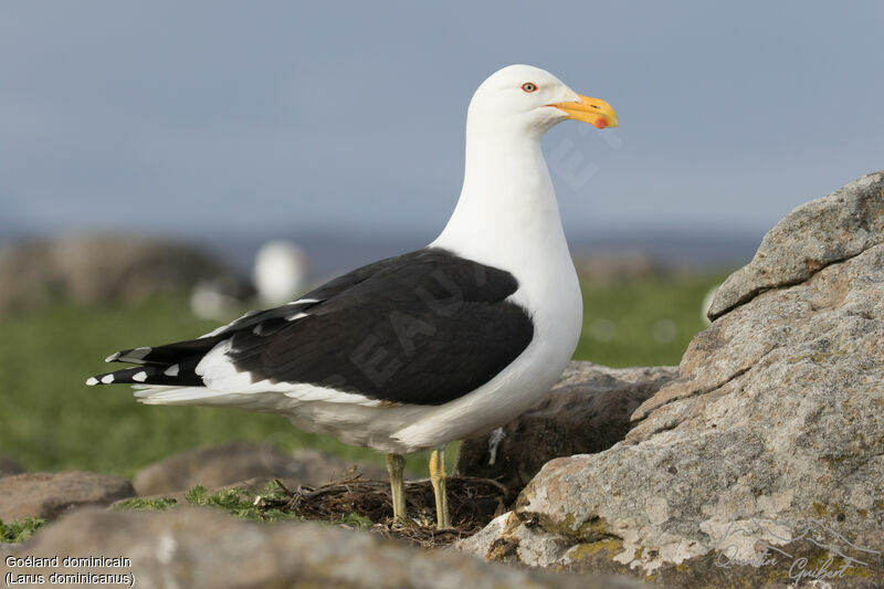 Kelp Gulladult breeding, Reproduction-nesting