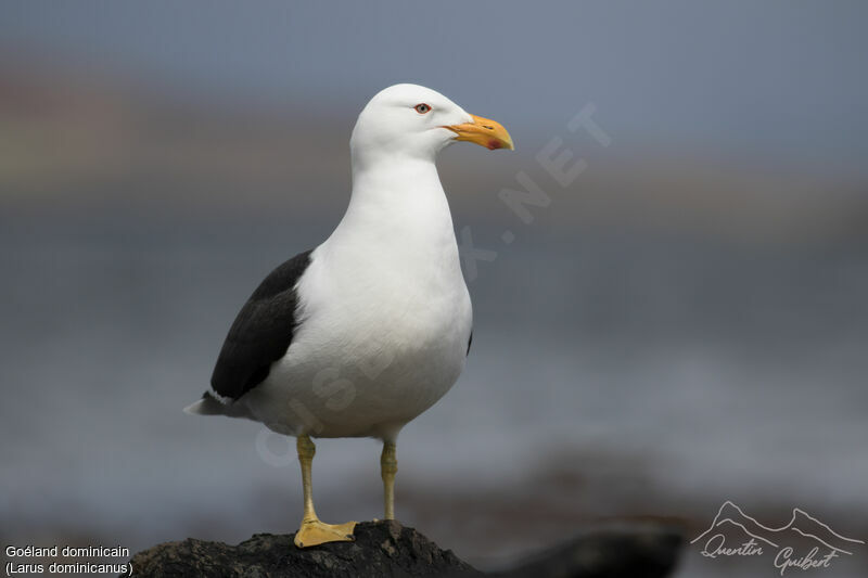 Kelp Gull