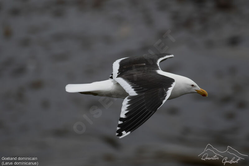 Kelp Gull