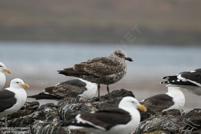 Kelp Gull