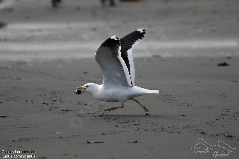 Kelp Gull