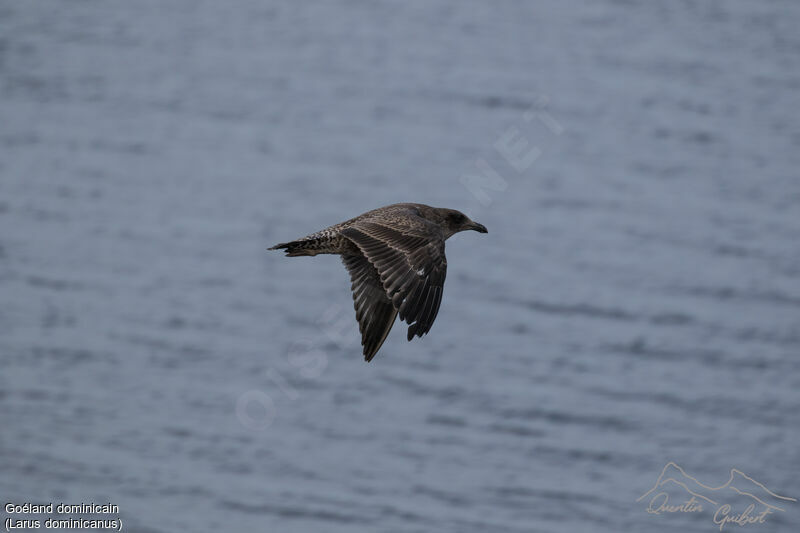 Kelp Gull