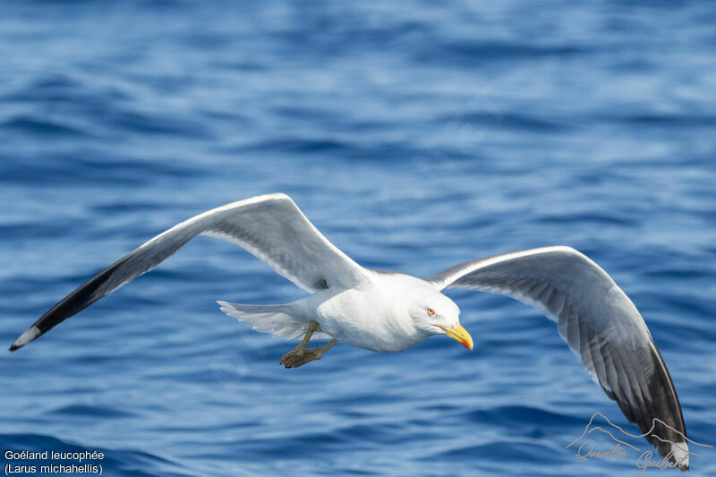 Yellow-legged Gull