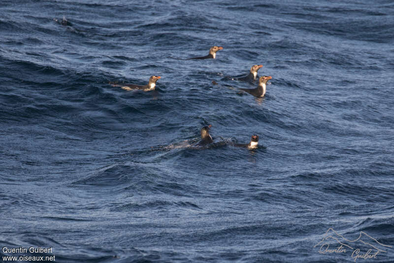 Gorfou doré, habitat, nage