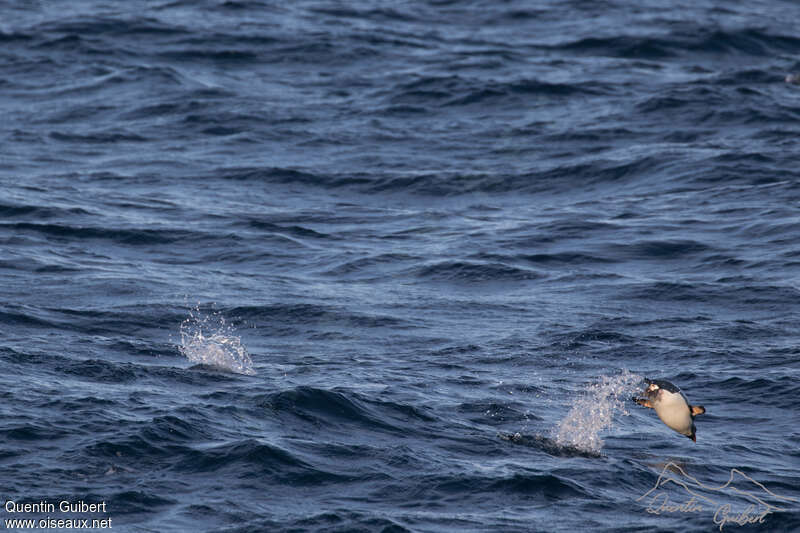 Macaroni Penguin, swimming, Behaviour