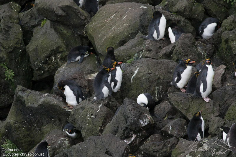 Macaroni Penguin