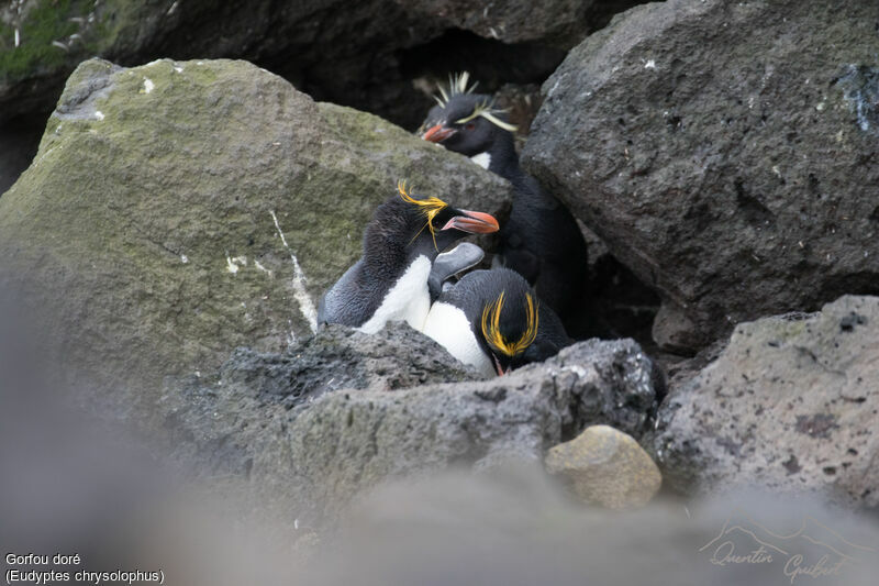 Macaroni Penguin