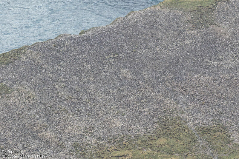 Macaroni Penguin