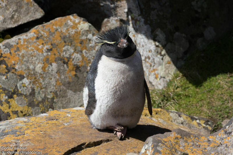 Southern Rockhopper Penguin