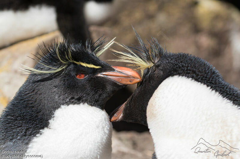 Southern Rockhopper Penguin