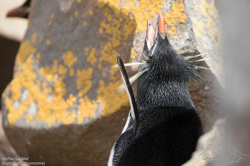 Southern Rockhopper Penguin