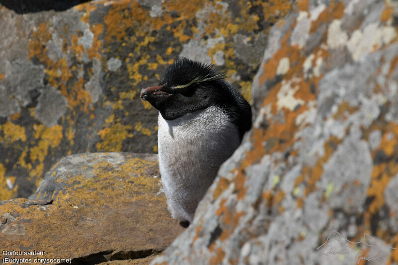 Southern Rockhopper Penguin