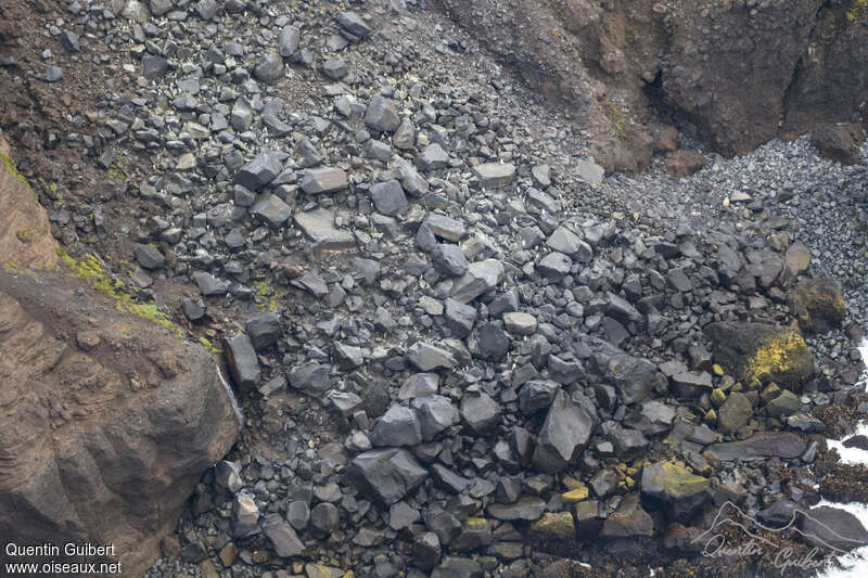 Gorfou sauteur, habitat, Nidification