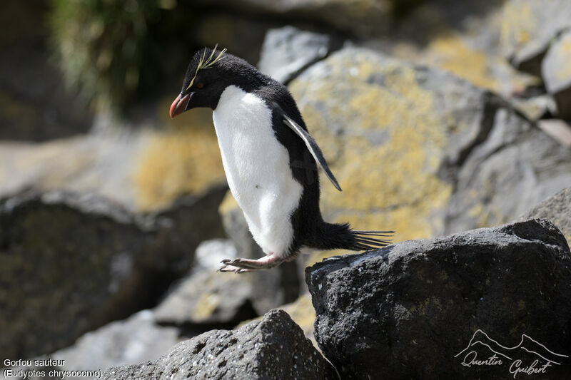 Southern Rockhopper Penguin