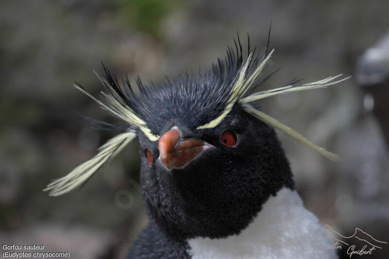 Southern Rockhopper Penguin