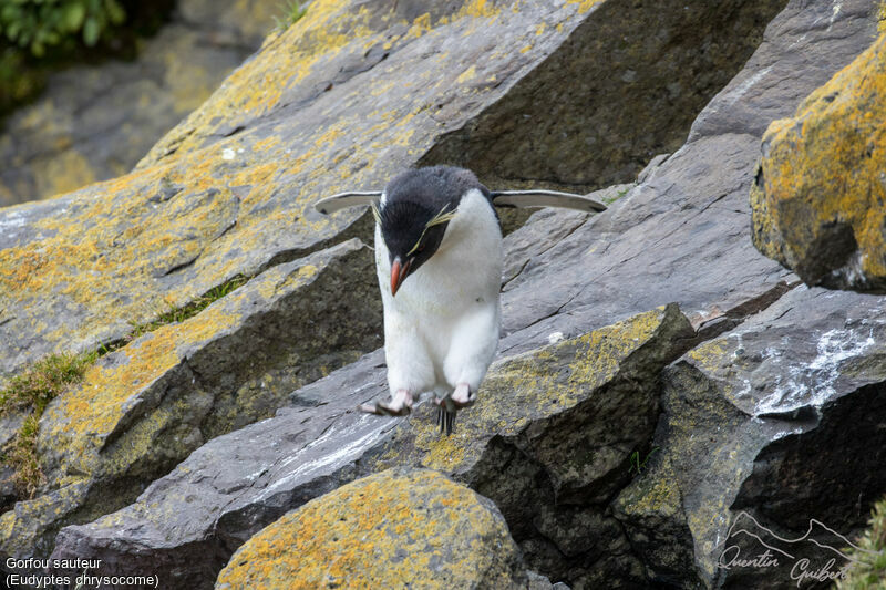 Southern Rockhopper Penguin