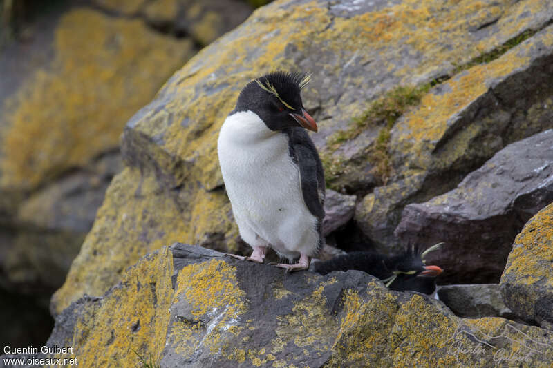 Southern Rockhopper Penguinadult, habitat