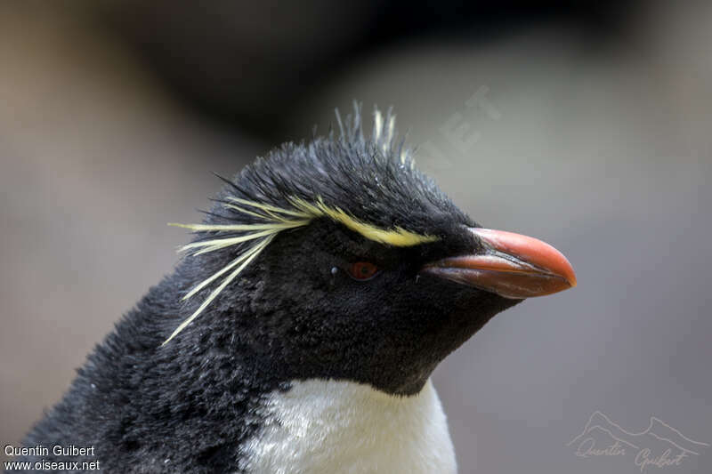 Southern Rockhopper Penguinadult, close-up portrait