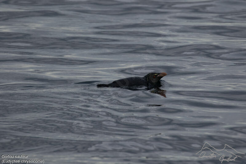 Southern Rockhopper Penguin