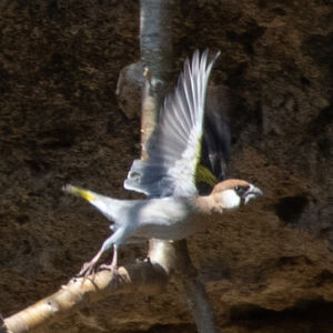 Grand-verdier d'Arabie