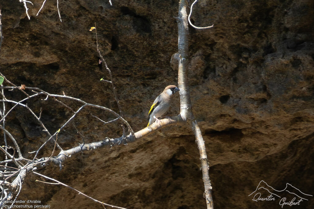 Arabian Golden-winged Grosbeak
