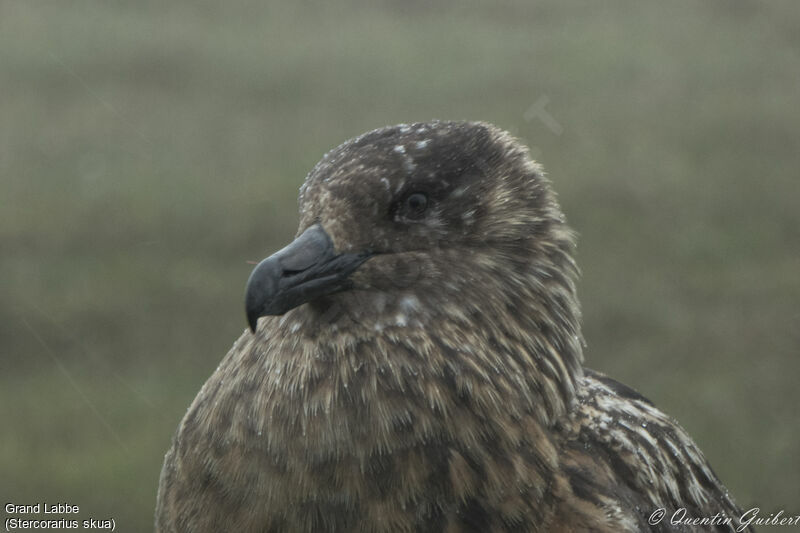 Great Skua, close-up portrait