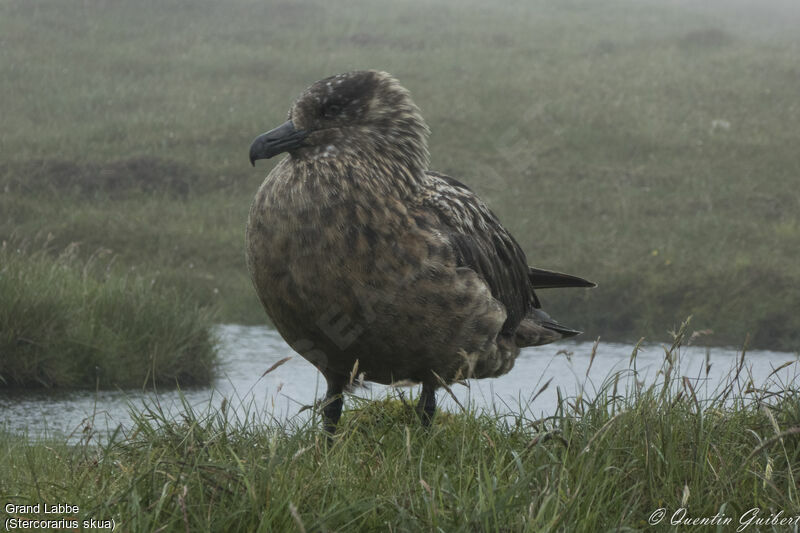 Great Skua, identification, habitat