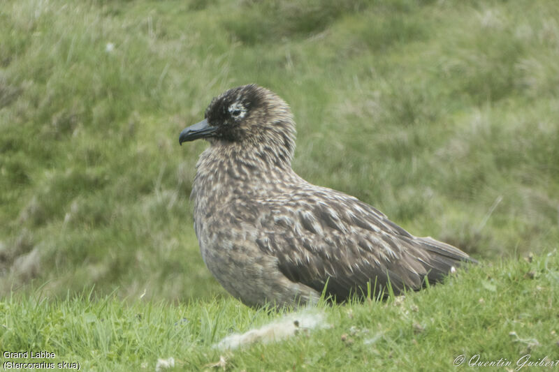 Grand Labbe, identification