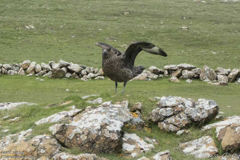 Great Skua