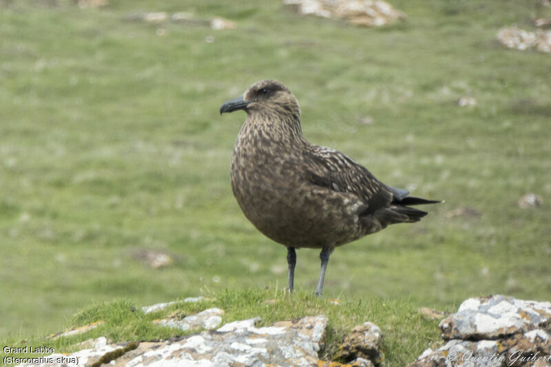 Great Skua, identification