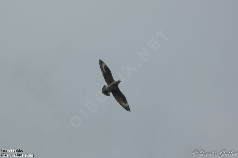 Great Skua, Flight